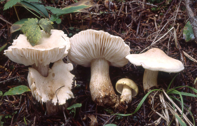 Tricholoma inamoenum group